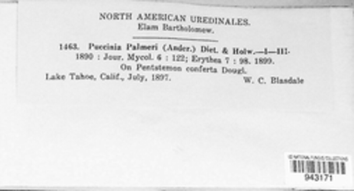 Puccinia palmeri image